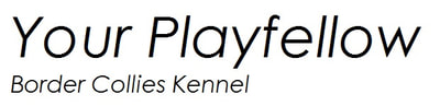 Your Playfellow - Border Collies Kennel